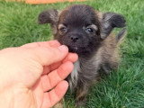 3 chiots Pomchi non LOF de mars 2026 en vente