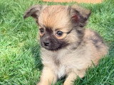 3 chiots Pomchi non LOF de mars 2026 en vente