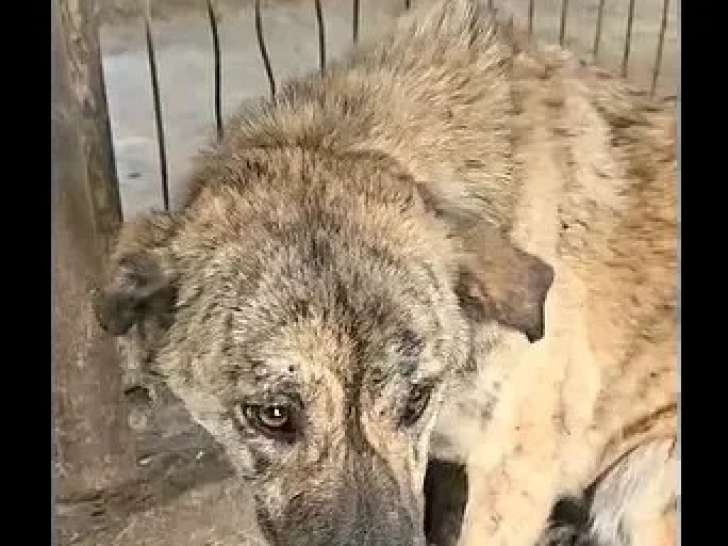 Chienne au pelage bringé de 4 ans disponible à l'adoption