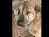 Chienne au pelage bringé de 4 ans disponible à l'adoption