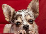 Chien Chihuahua au pelage bleu merle de 7 ans à adopter