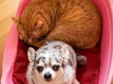 Chien Chihuahua au pelage bleu merle de 7 ans à adopter