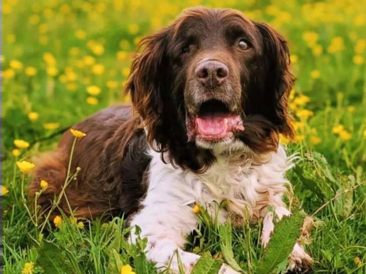 Chien Petit Épagneul de Munster chocolat et blanc de 8 ans à accueillir