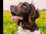 Chien Petit Épagneul de Munster chocolat et blanc de 8 ans à accueillir