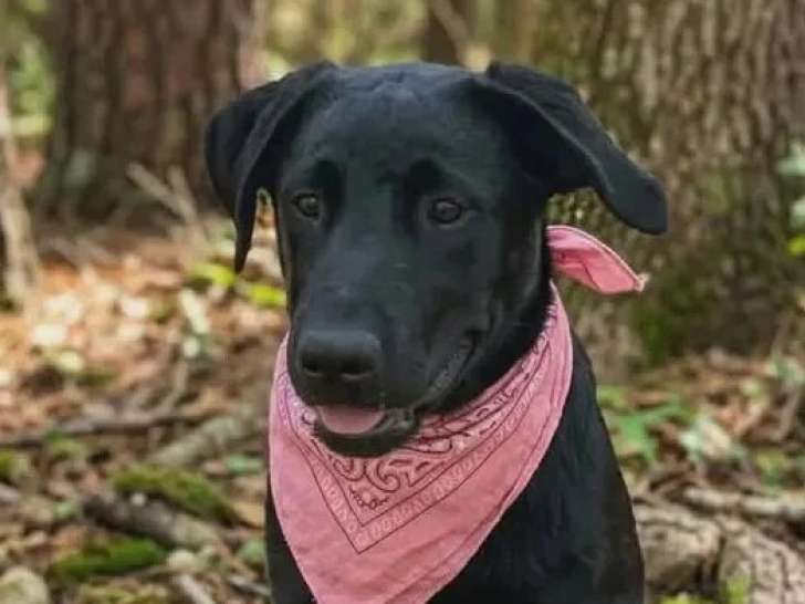 Chiot femelle Labrador au pelage noir de 5 mois en attente d'un foyer