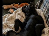 Chiot femelle Labrador au pelage noir de 5 mois en attente d'un foyer