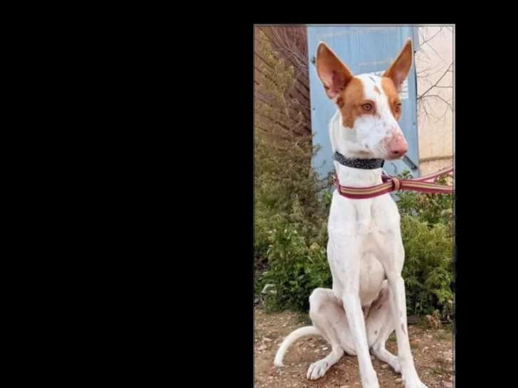 Chienne Podenco au pelage blanc de 2 ans en attente d'un foyer