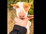 Chienne Podenco au pelage blanc de 2 ans en attente d'un foyer