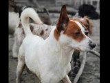 Chien Podenco au pelage blanc de 10 ans en quête d'un foyer