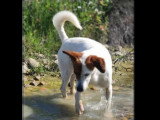 Chien Podenco au pelage blanc de 10 ans en quête d'un foyer