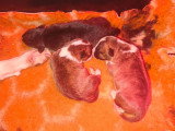 Chiots Bul Terrier Miniature LOF à vendre