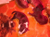 Chiots Bul Terrier Miniature LOF à vendre