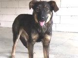 Chiot femelle de 8 mois disponible à l'adoption