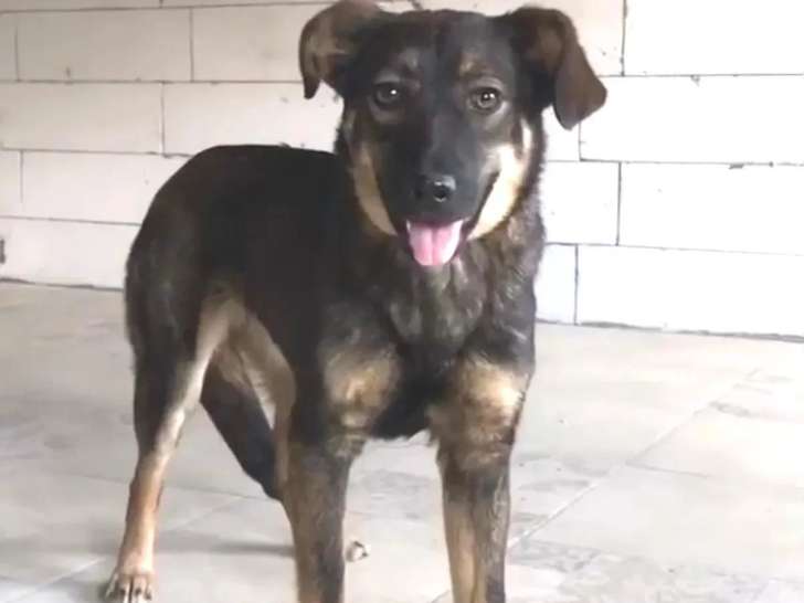 Chiot femelle de 8 mois disponible à l'adoption