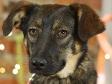 Chiot femelle de 8 mois disponible à l'adoption