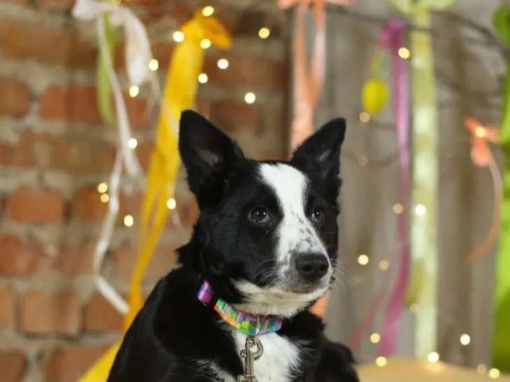 Chiot femelle de 8 mois prête pour l'adoption