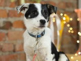 Chiot femelle de 8 mois en attente d'un foyer