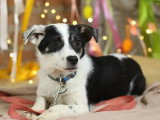 Chiot femelle de 8 mois en attente d'un foyer