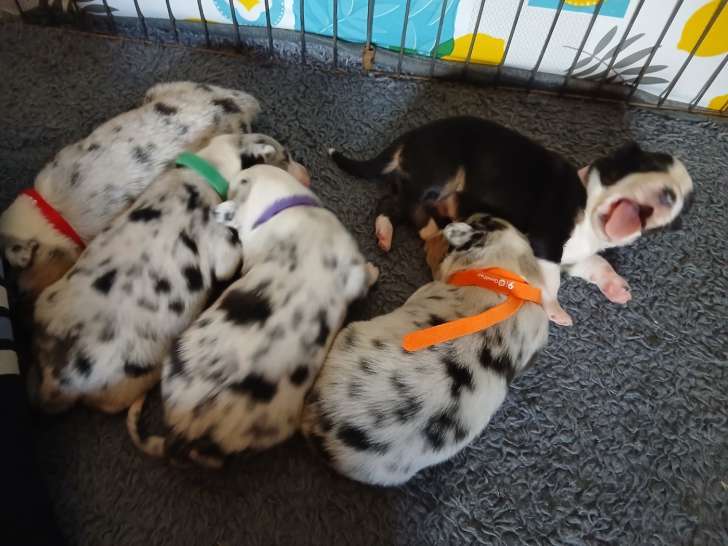 Chiots bergers australiens lof parents entierement tesyes pour les maladies genetiques dysplasie hanches et coudes papa cotation 3 elevage du vent occitan occitanie gard a reserver