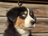 Chiot berger australien noir tricolore yeux bleus papa cotation 3 elevage du vent occitan occitanie gard