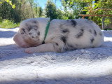 Chiot berger australien lof bleu merle parents testes pour les maladies genetiques dysplasie hanches et coudes papa cotation 3 elevage du vent occitan occitanie gard a reserver