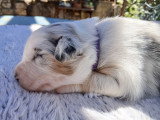 Chiot femelle berger australien lof bleu merle parents entierement testes papa cotation 3 elevage du vent occitan occitanie gard