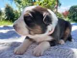 Chiot berger australien noir tricolore lof parents entierement testes papa sirius cotation 3 elevage du vent occitan occitanie gard