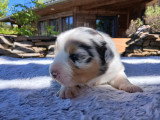 Chiot berger australien bleu merle lof parents entierement testes papa cotation 3 elevage du vent occitan occitanie gard a reserver