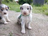 Chiot berger australien lof bleu merle Elevage du vent occitan situe dans le gard