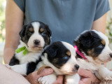 Chiots male et femelles bergers australiens lof noirs tricolores yeux bleus situe en Occitanie 30 Black-Pearl. Black-Topaze. Black-Beauty Plus de photos et videos facebook elevage dj vent occitan