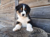 Male berger australien noir tricolore