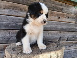 Male berger australien lof Noir tricolore yeux bleus queue longue dispo le 27 juin