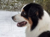 Sirius papa des chiots Cotation 3 etalon selectionne par le club de race Entierement teste, tous tests genomique +/+, dysplasie hanches A/A et indemes coudes, indemnes tares occulaires, a passe le CSAU et le test aptitude naturelle sur troupeau ovin Pratique le canicross en competition depuis 3 saisons et l'agility en loisir Grand gabarit