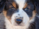 Chiot berger australien lof noir tricolore Sera un grand gabarit adulte. Caractere joyeux, pas peureux, tres avenant. Pose et reflechi. Commence a marcher en laisse