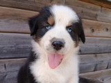 Chiot berger australien. Pas peureux, tres avenant. Extremement joueur. Calin et tres joyeux. Commence a marcher en laisse. A venir voir a campestre et luc, 30770, occitanie. Elevage professionnel.