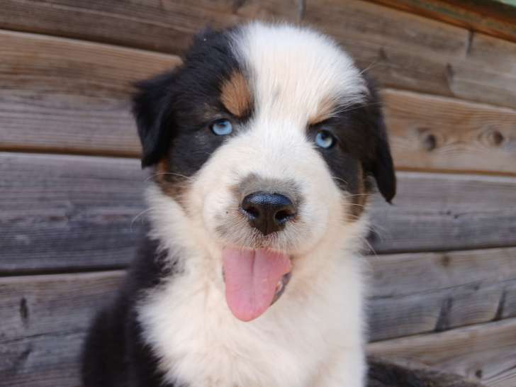 Chiot berger australien. Pas peureux, tres avenant. Extremement joueur. Calin et tres joyeux. Commence a marcher en laisse. A venir voir a campestre et luc, 30770, occitanie. Elevage professionnel.