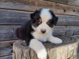 Chiot berger australien noir tricolore yeux bleus