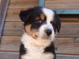 Chiot berger australien lof noir tricolore queue longue. Occitanie, gard. Elevage du vent occitan 06 32 80 17 71