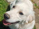Chiot Golden Retriever mâle né en août 2025 à vendre LOF