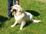 Chiot Golden Retriever mâle né en août 2025 à vendre LOF