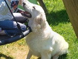 Chiot Golden Retriever mâle né en août 2025 à vendre LOF