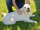 Chiot Golden Retriever mâle né en août 2025 à vendre LOF