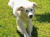 Chiot Golden Retriever mâle né en août 2025 à vendre LOF