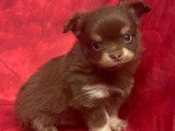 5 chiots Chihuahua à poils longs à réserver non LOF nés en mars 2026