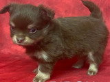5 chiots Chihuahua à poils longs à réserver non LOF nés en mars 2026