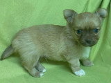 5 chiots Chihuahua à poils longs à réserver non LOF nés en mars 2026