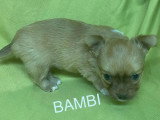 5 chiots Chihuahua à poils longs à réserver non LOF nés en mars 2026
