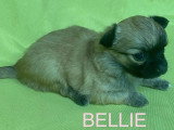 5 chiots Chihuahua à poils longs à réserver non LOF nés en mars 2026