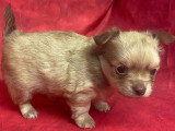 5 chiots Chihuahua à poils longs à réserver non LOF nés en mars 2026