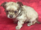 5 chiots Chihuahua à poils longs à réserver non LOF nés en mars 2026
